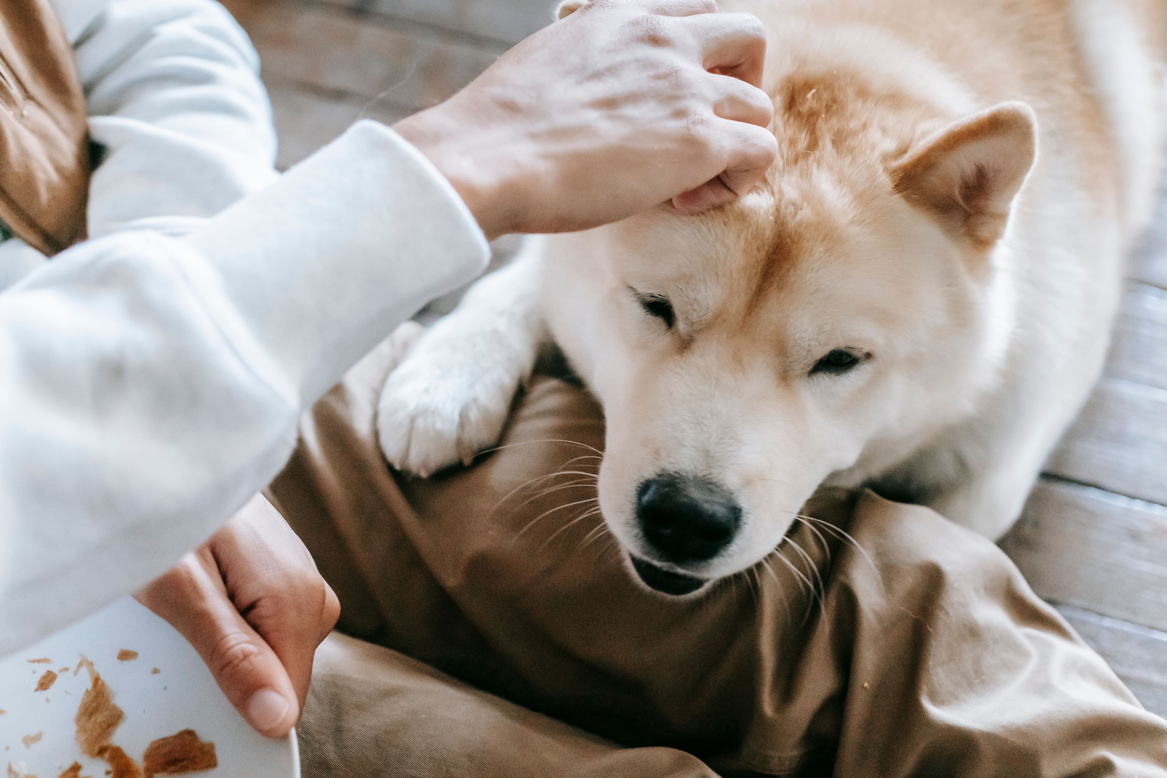 Top-Rated Pet Insurance: Comparing the Best Providers for 2026